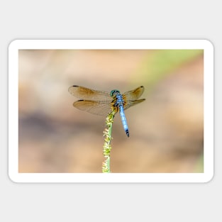 Blue Dragonfly Sticker